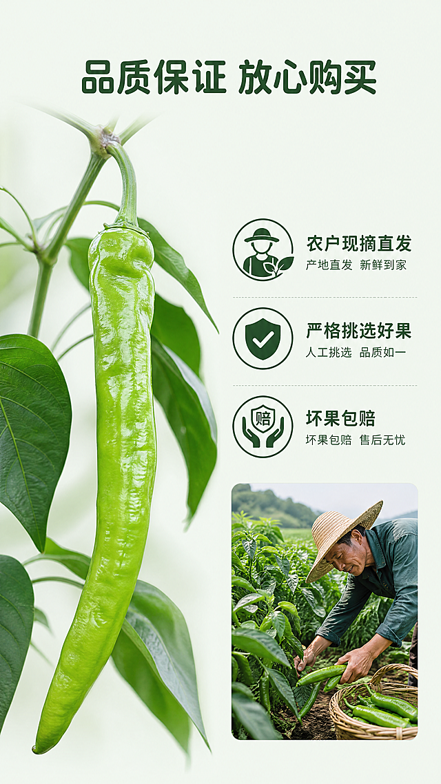 [第7屏] 品质保障展示。本屏使用【图1】作为青椒主体，保持外观一致。
[氛围/风格] 真实信任风格，自然接地气，突出品质保障。
[元素布局] 左右分栏布局，左侧是整颗带枝青椒的实拍展示，占画面50%，保持形状色泽纹理与原图一致，右侧是品质保障说明区，搭配田间采摘的小图，证明产地直发，层次分明。
[光影质感] 自然柔和光线，整体明亮真实，左右两区都清晰展示，突出产品新鲜度。
[配色色系] 全局底色：#F2F9F0（浅青绿色）；延续绿色为主的配色体系，遵循首屏文字配色规则。
[视角构图] 左右对称分栏，左产品右文字，构图均衡，手机阅读舒适。
[文字版式] 顶部大标题 "品质保证 放心购买"，圆角深绿色字体居中。右侧文字区域："农户现摘直发" "严格挑选好果" "坏果包赔"，三个保障点清晰排列，每个点配小图标，文字大小适合移动端，不遮挡左侧青椒主体。沿用首屏字体和字色规则，纯色填充。
[比例分辨率] 9:16竖版比例，4K分辨率，文字清晰可辨，超高清。
[负向提示词] 青椒变形，颜色偏差，文字错乱，承诺不实，虚假宣传，背景杂乱，水印