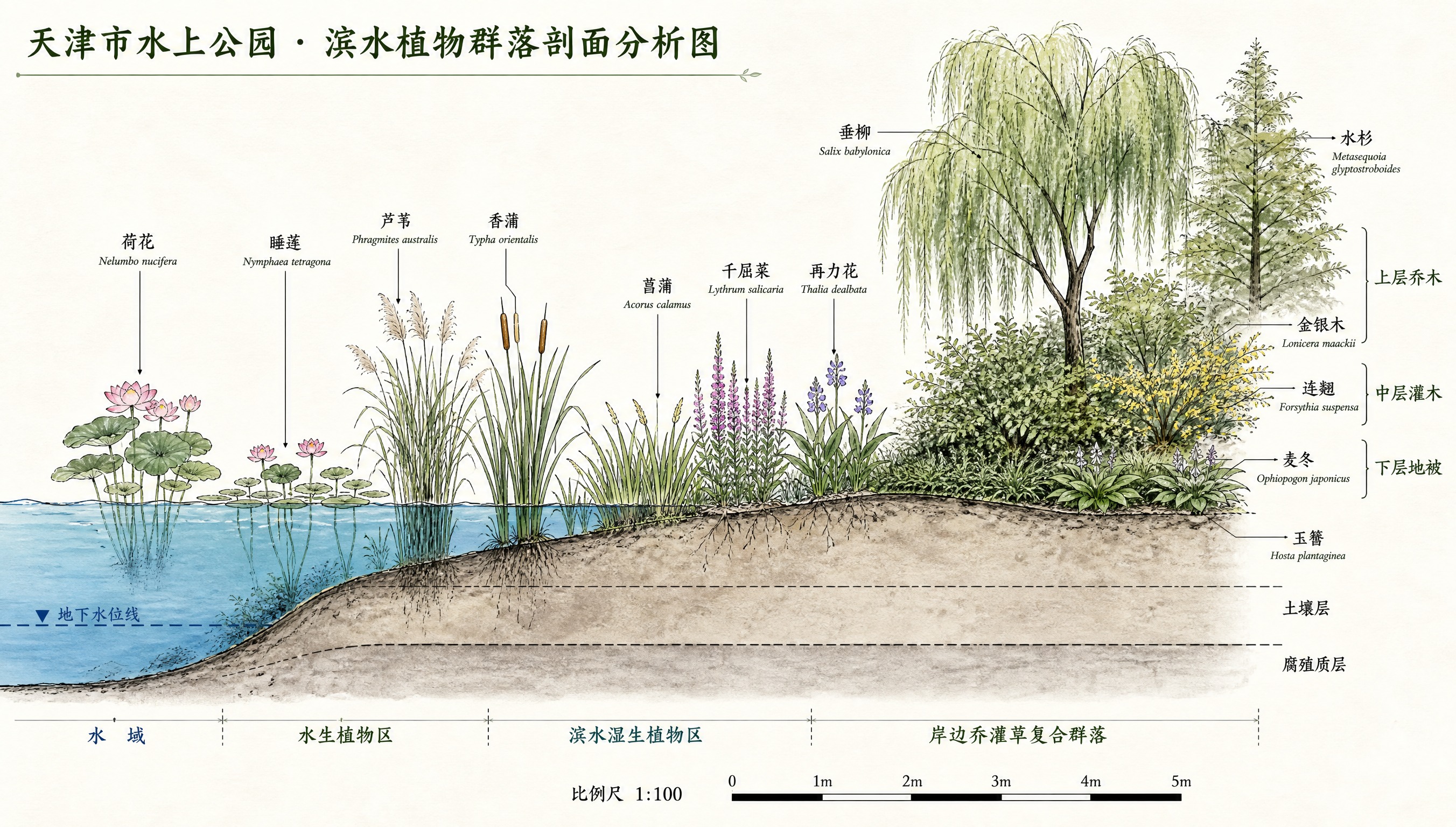 天津市水上公园滨水植物群落剖面分析图，景观专业生态分析图风格，… - 图片创意预览