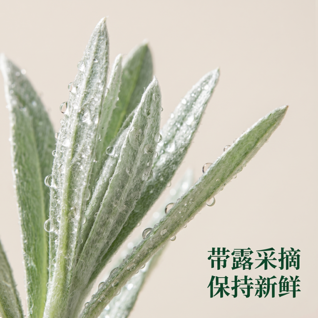 [主图 2] 鼠曲草叶片细节展示，突出新鲜采摘
[氛围风格] 简洁自然高级风
[画质] 商业微距摄影质感，清晰通透，细节真实，画面干净高级
[元素] 特写新鲜鼠曲草银绿色叶片，叶片上绒毛纹理清晰可见，预览效果