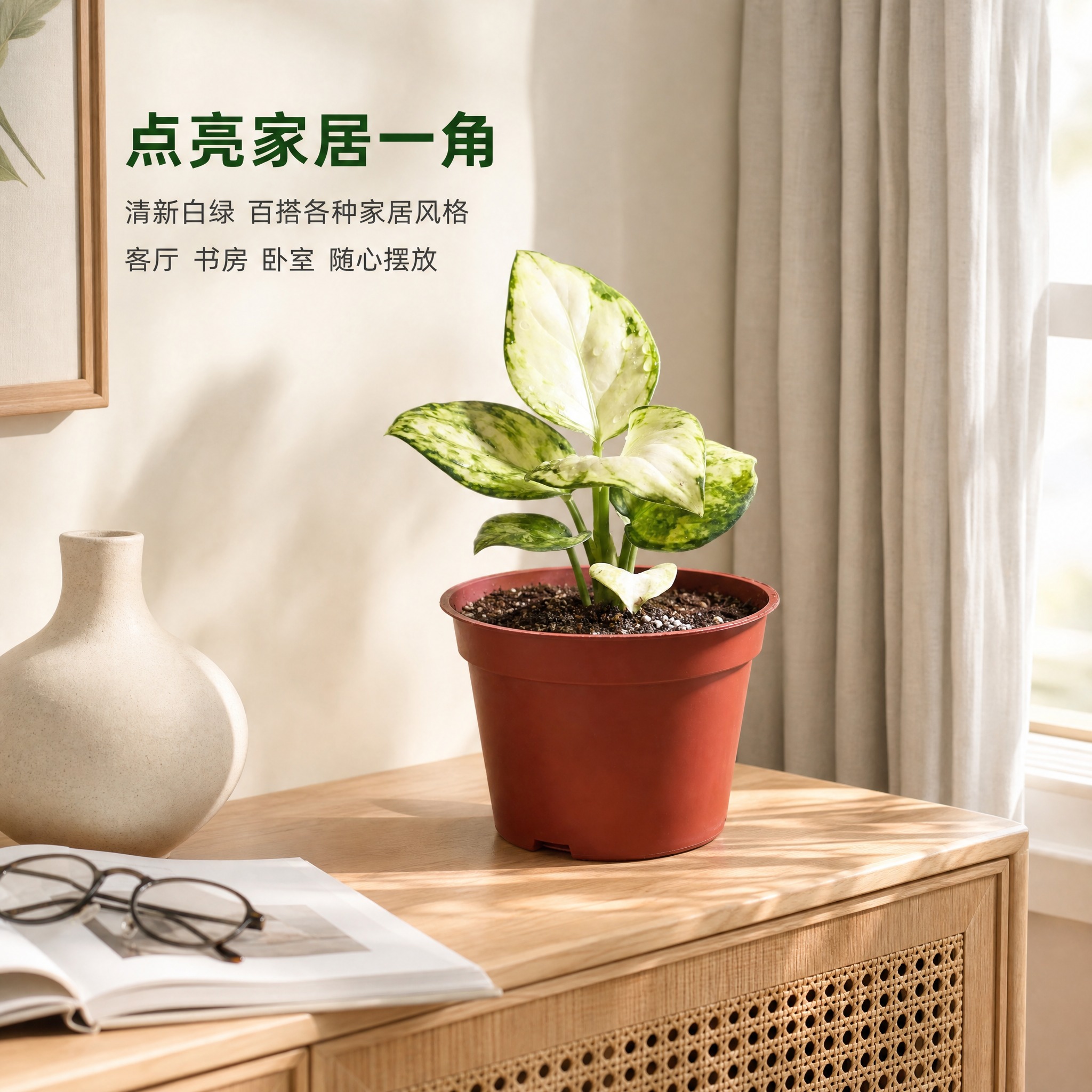 [主图-6] 白如意粗肋草室内家居场景主图，唯一任务是展示白如… - 图片创意预览