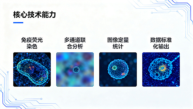 白底科技蓝风格，标题“核心技术能力”，横向四模块排版“免疫荧光染色”“多通道联合分析”“图像定量统计”“数据标准化输出”，背景为虚化显微荧光图，科技线条装饰，极简高级风，高清8K，无水印
