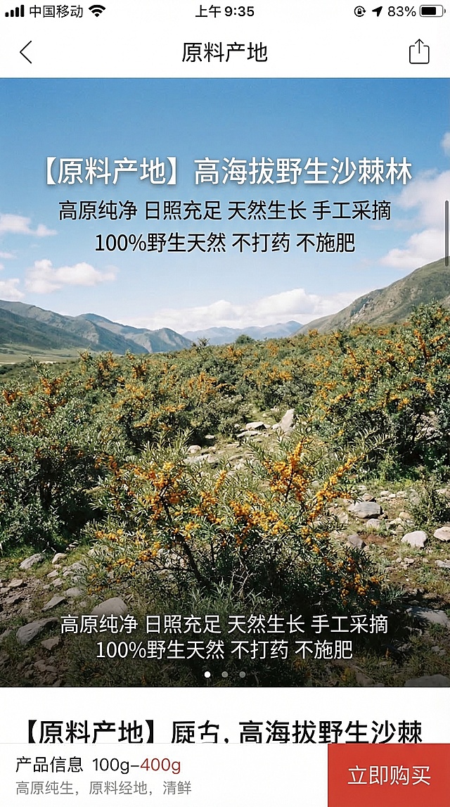 拼多多移动端详情页原料产地模块，实拍风展示野生沙棘生长环境，漫山遍野的野生沙棘果树，挂满橙黄色的新鲜沙棘小果，色调自然清新，突出野生天然的产地优势，风格接地气，橙绿色搭配，9:16竖版