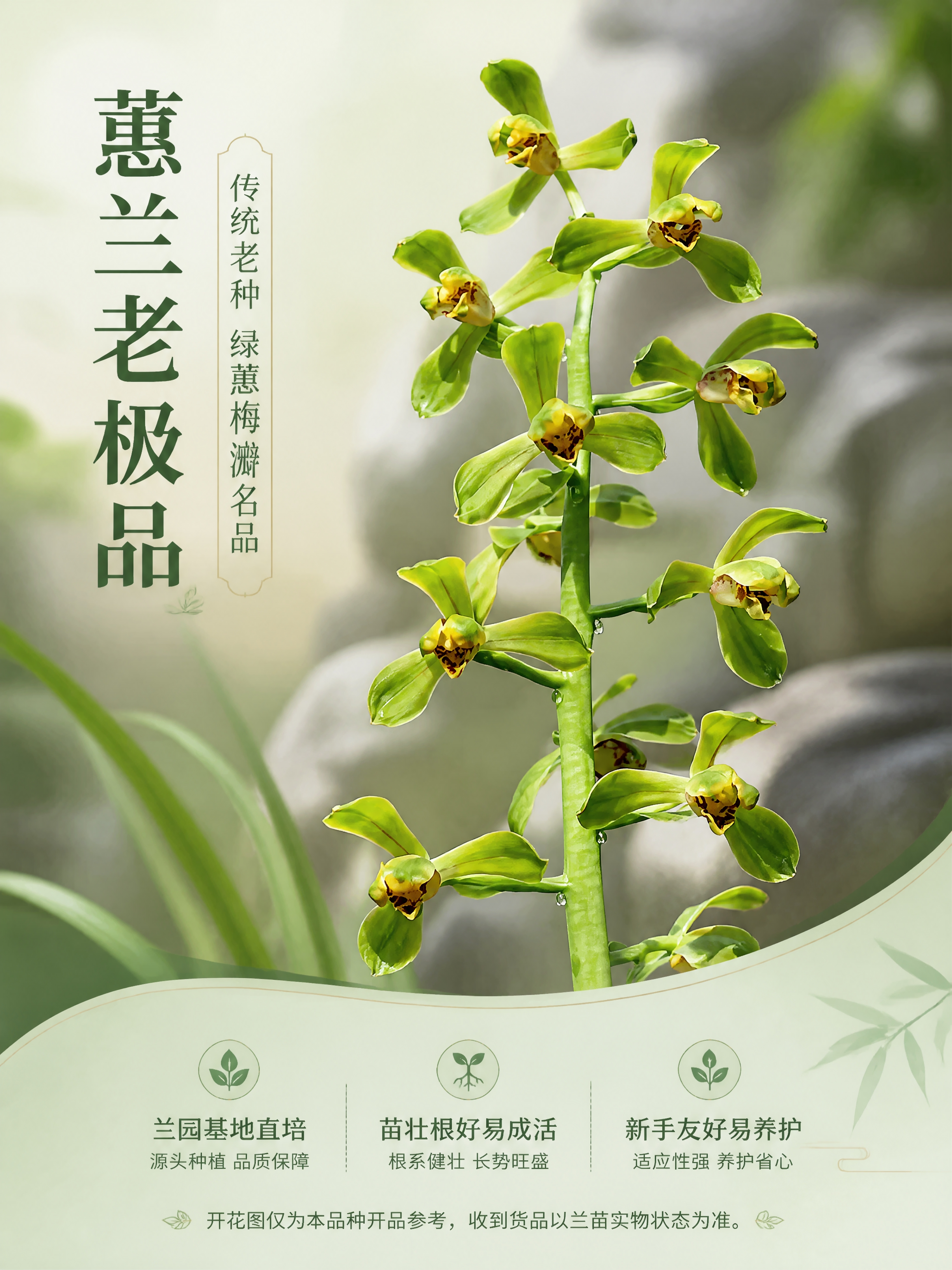 [商品] 使用【图1】蕙兰老极品开花参考图；保留花朵结构、瓣型… - 图片创意预览