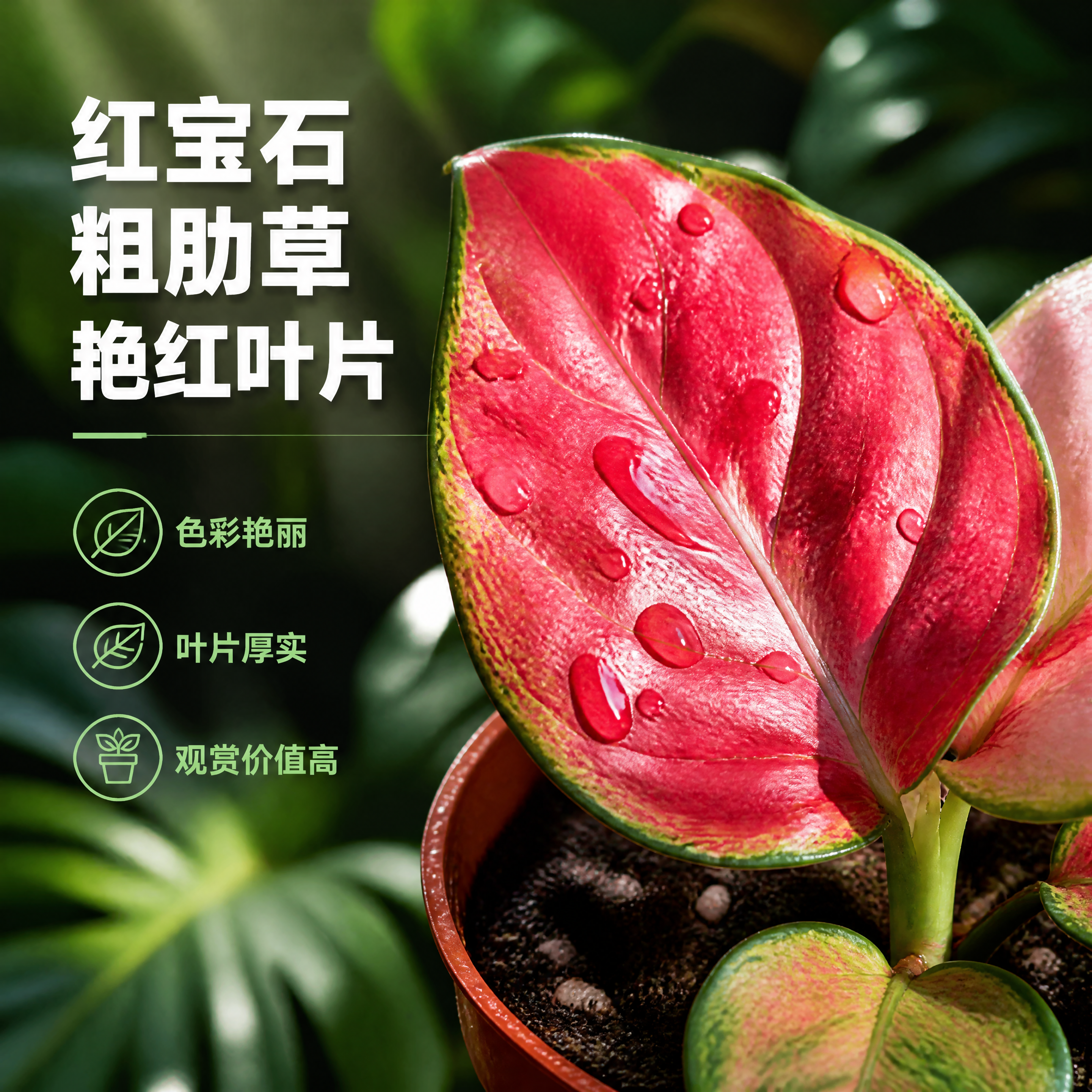 [主图-2] 红宝石粗肋草 叶片细节特写卖点图 [统一基调]… - 图片创意预览