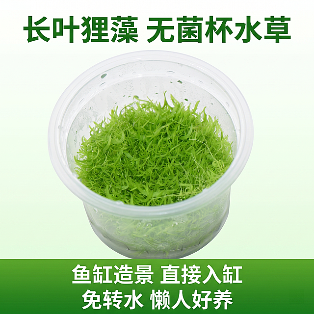 [单张主图] 长叶狸藻无菌杯水草拼多多高转化主图，爆款促销感主图，清晰展示产品状态促进转化。
[参考比对] 基于用户上传产品图生成，保持水草和无菌杯的材质颜色结构一致，修改背景和增加文字排版，按用户需求制作。
[画面主体] 中心为无菌透明塑料杯，杯内长叶狸藻水草叶片翠绿鲜嫩、浓密茂盛，自然舒展，叶片长满杯口上方空间，呈现满满一杯超值感；透过杯壁能隐约看到杯底完整的白色水草根部和清澈清水，证明是活体健康新鲜；杯身外壁有真实感的凝结水珠；水草和杯子整体保持与输入产品图外观一致，物理结构材质颜色无变形色差，精细化处理。商品主体占画面65%左右。
[构图版式] 采用顶部大标题型版式：顶部28%区域放标题，中部放置产品主体占55%，底部通栏17%放置文案信息，产品完整居中不被遮挡。
[场景元素] 背景为极浅渐变，上方白色向下渐变为极淡浅绿色，增加画面层次不抢夺产品主体，整体干净整洁。
[文案版式] 顶部画面上方深绿色粗体大字“长叶狸藻 无菌杯水草”；底部绿色通栏横幅配两行白色文字，第一行“鱼缸造景 直接入缸”，第二行“免转水 懒人好养”，文字清晰可辨，不遮挡产品主体，强对比保证可读性。
[光影质感] 布光采用柔和均匀的多角度补光，消除所有暗部阴影，让产品每个角落都清晰可见，色彩还原准确，略微提高整体饱和度让绿色更鲜亮讨喜，呈现品牌官方旗舰店级主图的干净专业质感，商业摄影高清画质，产品清晰真实。
[配色字体] 主色调为上白下极淡绿渐变背景，文字用深绿色和白色形成强烈对比，字体采用粗无衬线字体，主标题最大，说明文字缩小对比明确。
[比例分辨率] 1:1 正方形比例，2k分辨率，文字清晰锐利，超高清画质。
[负向提示词] 变形，水印，文字错乱，产品图模糊，背景杂乱，错字，糊字，主体遮挡，错误结构，颜色失真