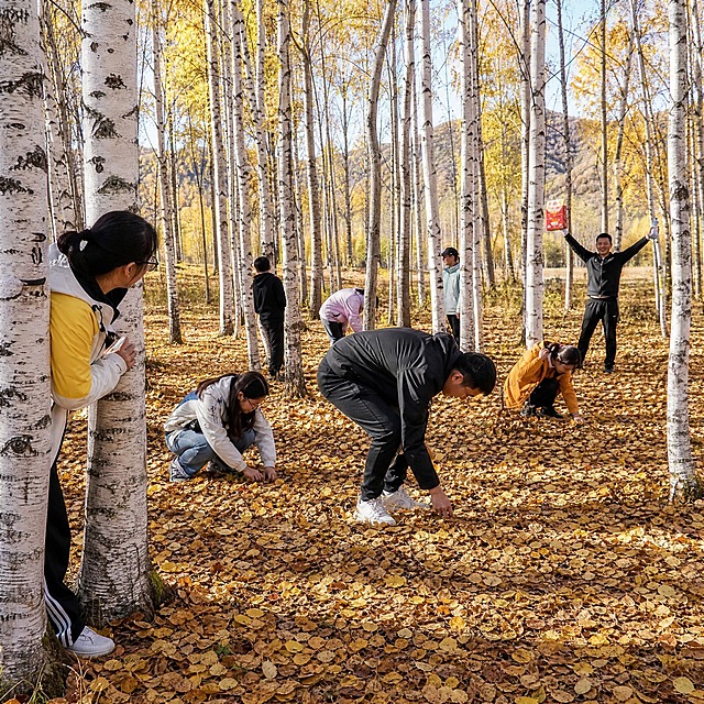 真实人物照片，公司团建东北林间寻宝活动，秋日的白桦林，地上厚厚的落叶，一群公司员工穿着冲锋衣和卫衣，分散在树林各处进行寻宝游戏，有人靠在树干上观察，有人弯腰仔细搜寻落叶下的宝藏，远处有人高举找到的奖品欢呼，真实摄影风格，高清细节，自然秋日光线，欢乐的团队氛围