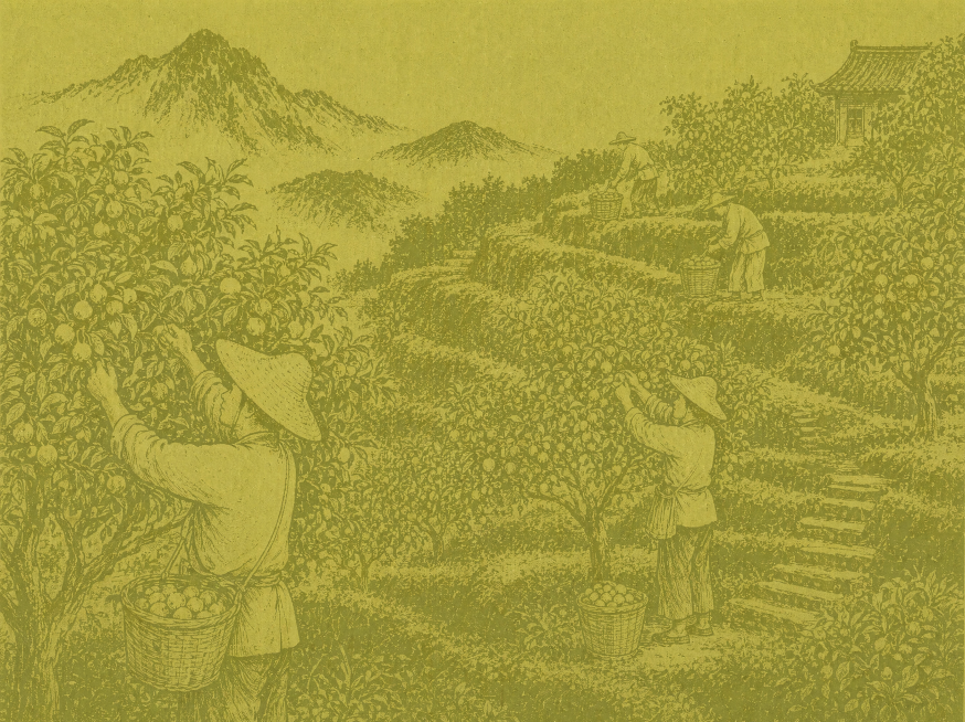 参考这张采茶绘图的复古版画风格，生成一张核桃果园中果农采摘核桃的图片，保持完全一致的画风笔触，保持完全一致的黄绿色复古色调，画面为山地果园阶梯地形，果农在核桃树间采摘核桃，保留复古版画的线条纹理和做旧预览效果