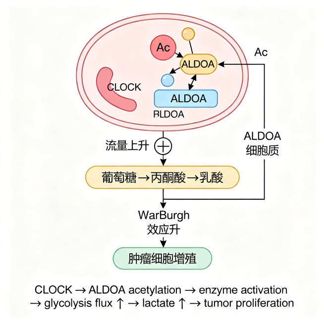 BioRender风格科研机制矢量图，白色背景，展示CLOCK介导ALDOA乙酰化促进肿瘤代谢重编程的机制：细胞核内CLOCK蛋白与ALDOA蛋白相互作用，催化ALDOA的赖氨酸乙酰化并标注Ac；乙酰预览效果