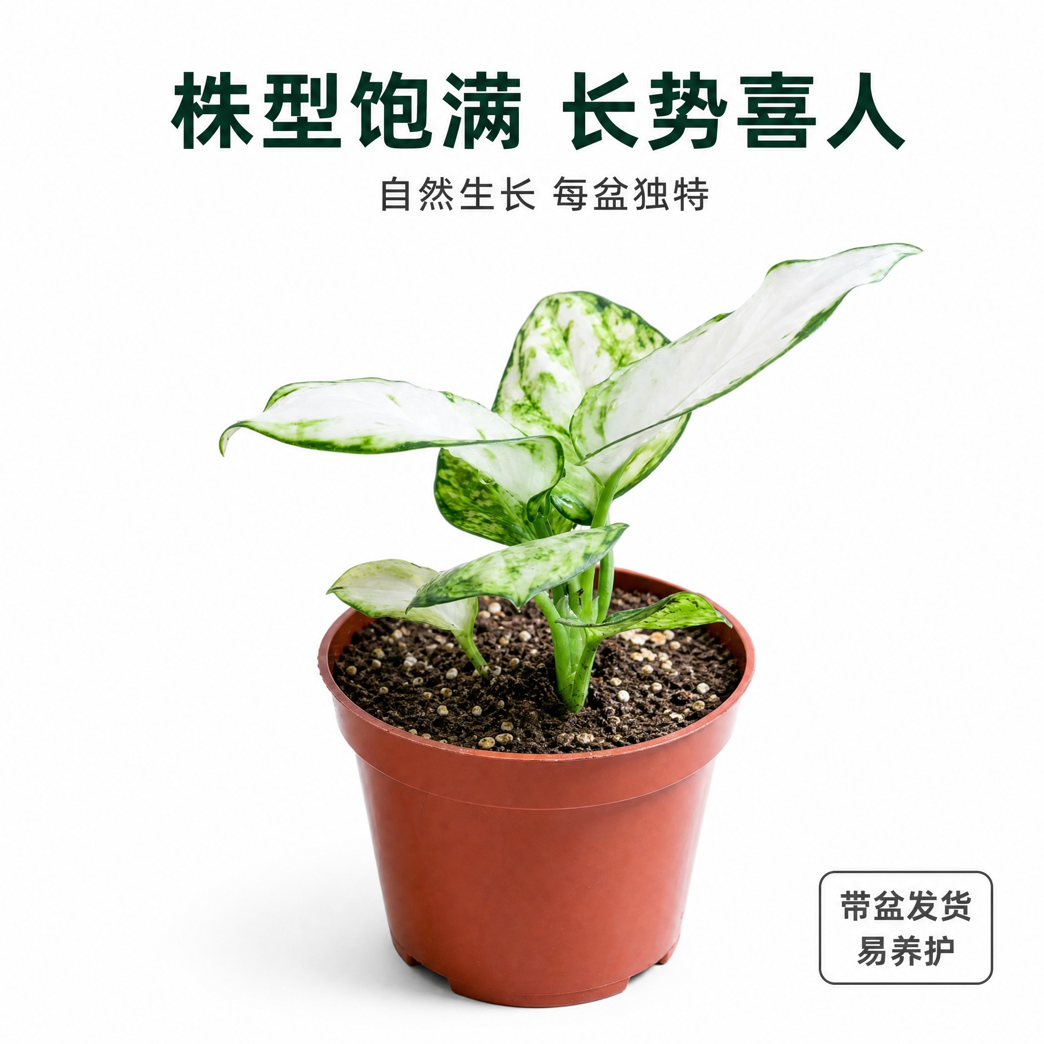 [主图-6] 白如意粗肋草侧面视角 展示植株整体形态与生长姿态… - 图片创意预览