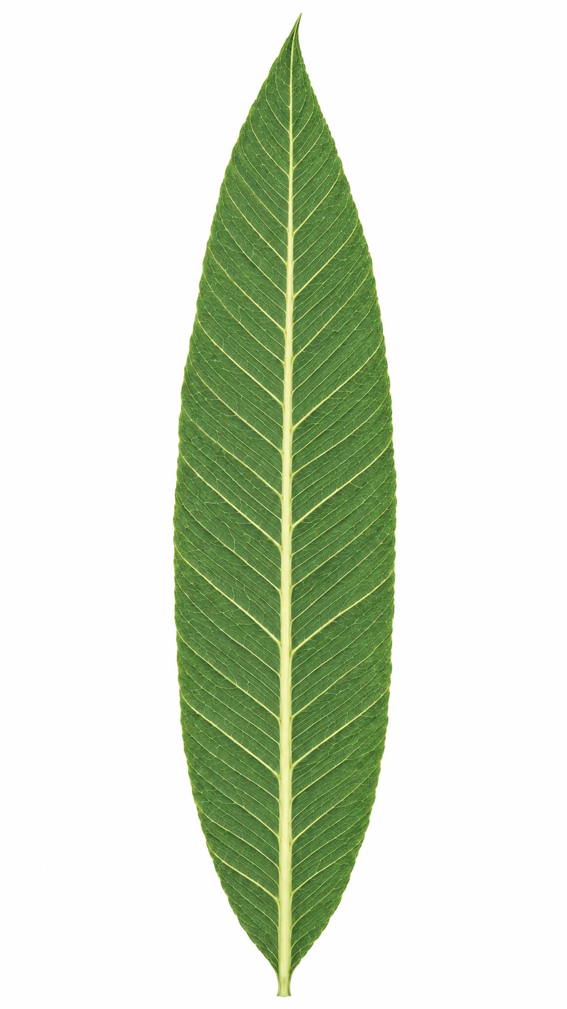 提高叶脉清晰度，升级为超高清晰画面，原图色调完全不变，一点都不… - 图片创意预览