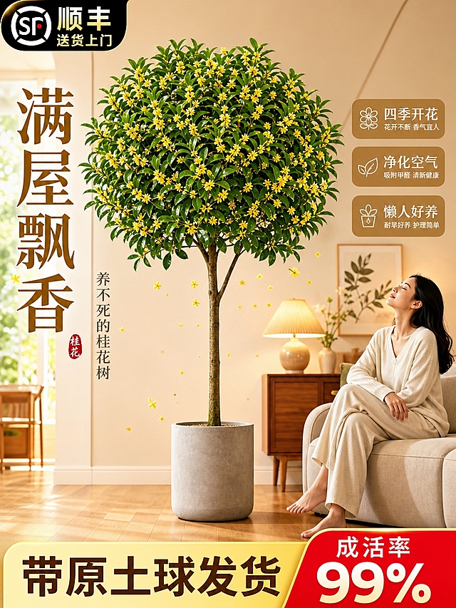 淘宝天猫电商主图，3:4竖版，高质感商业摄影风格。基于参考图的桂花树盆栽重新设计主图，保留桂花树核心元素和人物场景。画面：一盆大型高杆桂花树盆栽放在客厅中央，种在简约灰色水泥花盆里，金黄色桂花满枝绽放，香气四溢的视觉感。旁边有一位穿浅色家居服的女性坐在沙发上，闭眼深呼吸享受桂花香气，体现产品带来的美好生活体验。背景是温暖的奶油风家居场景，木质地板+暖光台灯+装饰画。左侧大字："满屋飘香"，右侧卖点标签："四季开花 / 净化空气 / 懒人好养"，底部醒目区域："带原土球发货 成活率99%"，左上角角标："顺丰送货上门"。整体色调温暖治愈，情感共鸣强，高点击率主图风格，高清晰度。