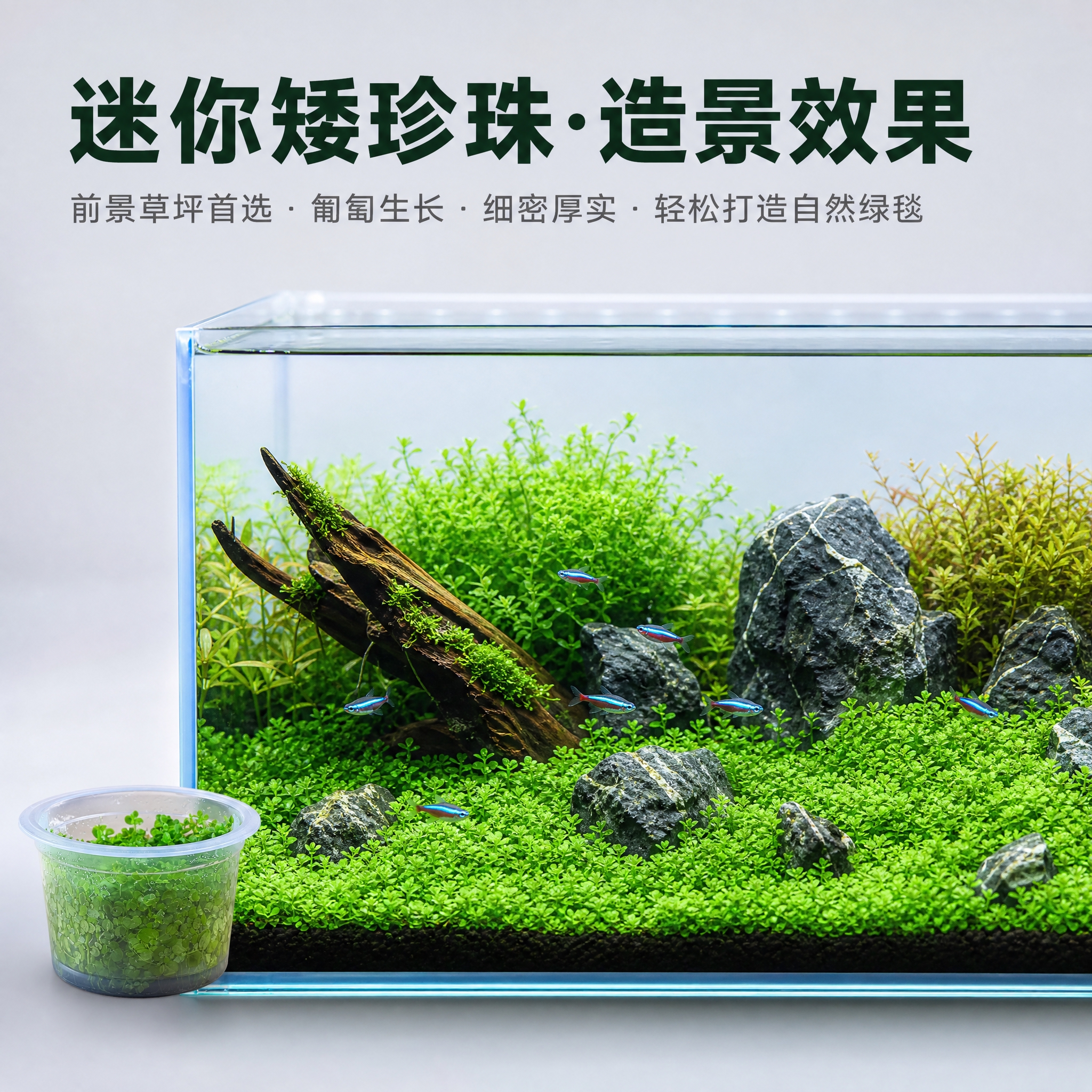 [主图-10] 造景应用场景展示，迷你矮珍珠在水族箱造景中的实… - 图片创意预览