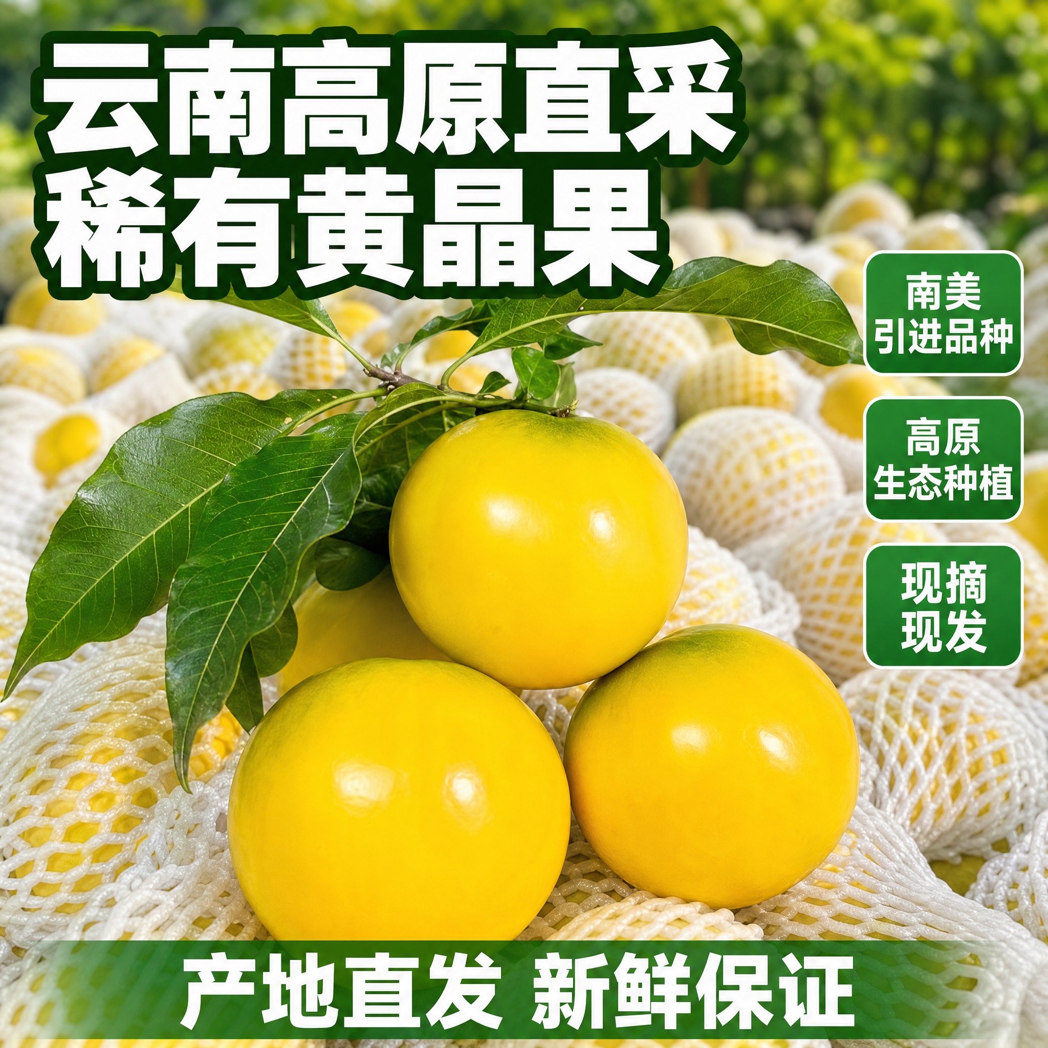 [主图-3] 云南高原黄晶果 拼多多爆款促销感主图 带枝叶鲜果… - 图片创意预览