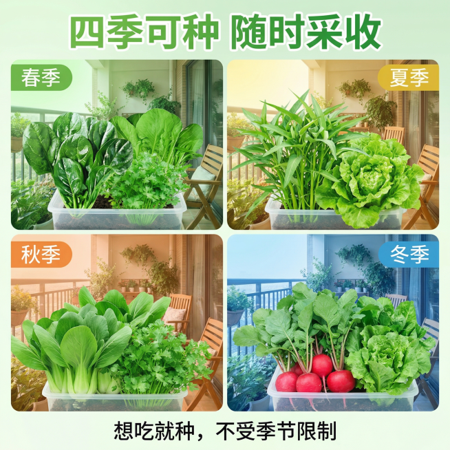 [主图3：四季可种卖点] 图生图参考：用户原图，主图主题：四季都能种的蔬菜种子，氛围风格：清新自然接地气，画面元素：四宫格构图，分别展示春季、夏季、秋季、冬季阳台种植的不同水培青菜，每个季节小图里都有预览效果
