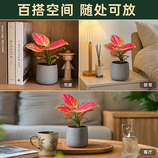 [主图-8] 多场景适配图，展示红宝石小苗在不同空间的摆放效果，体现广泛的适配性与百搭属性。
[统一基调] 热带雨林自然风格，深绿+翠绿+暖棕为主色调，标题字色为米白暖金色，辅助字色为浅草绿，强调色为叶片玫红色；字体为现代无衬线粗体，字号层级分明；画面整体通透有呼吸感。
[画面] 画面采用三宫格布局，三个等大的方形场景并排展示：左上格展示放在书房书架层板上的效果，周围有书籍与小摆件；右上格展示放在卧室床头柜上的效果，旁边有台灯与香薰；下方整格展示放在客厅茶几上的效果，搭配茶杯与托盘；每个场景中红宝石小苗都栽种在同款简约灰色花盆中，保持产品一致性；三个场景之间用细细的白色线条分隔；画面顶部有通栏标题区域。
[光影质感] 每个场景都有自然柔和的室内光线，光影统一从左上方来；植株在每个场景中都有自然的接触阴影，融入感强；叶片颜色在不同光线下略有差异但保持红艳的主色调；整体质感统一，商业摄影级别。
[配色] 三个场景分别以原木色、米白色、浅灰色为主色调，但都保持清新明亮的整体感；红宝石的玫红色在每个场景中都是视觉亮点；标题栏背景为深墨绿色，文字为米白色；整体色调和谐统一。
[文字版式] 画面顶部深绿色通栏中放置主标题，居中大字"百搭空间 随处可放"；每个小场景的右下角标注场景名称，分别为"书房"、"卧室"、"客厅"，文字为白色小字带半透明深色底；字体为现代无衬线粗体，主标题最大，场景标注最小。
[输出要求] 1:1正方形，2048*2048像素，三个场景比例均匀，产品一致，文字清晰；负向：植株形态不一、颜色差异大、分割线粗重、场景杂乱、水印、平台Logo、文字错字、透视错乱。