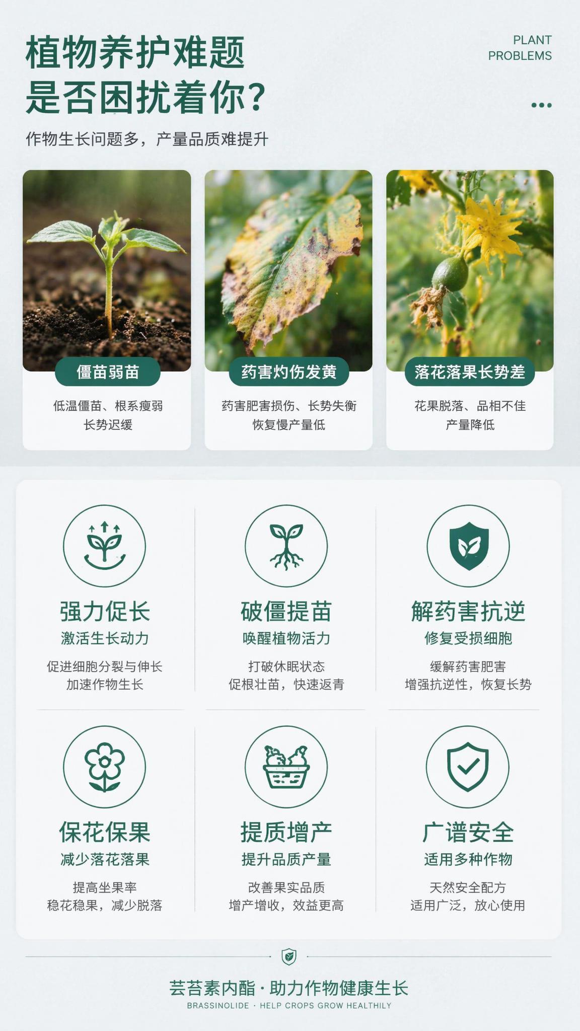 8K高清实景拍摄，干净浅色系简约背景，聚焦绿植作物、果蔬苗木日… - 图片创意预览