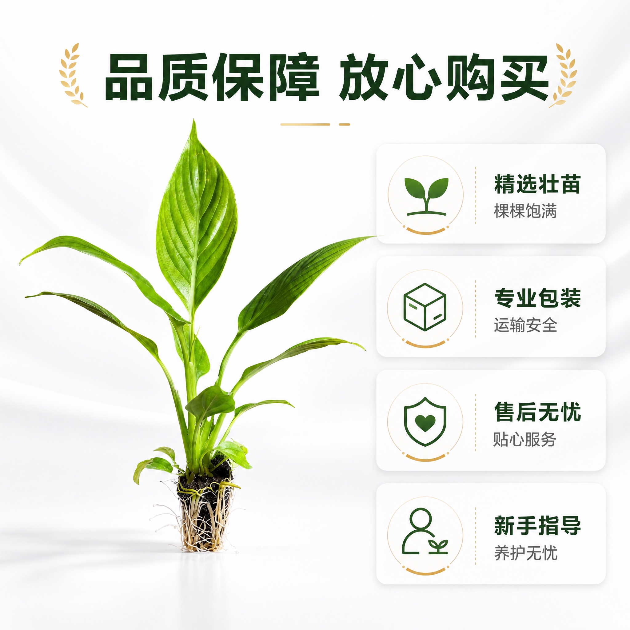 [主图-10] 美酒白掌品质保障与包装服务图，白色背景高级感，… - 图片创意预览