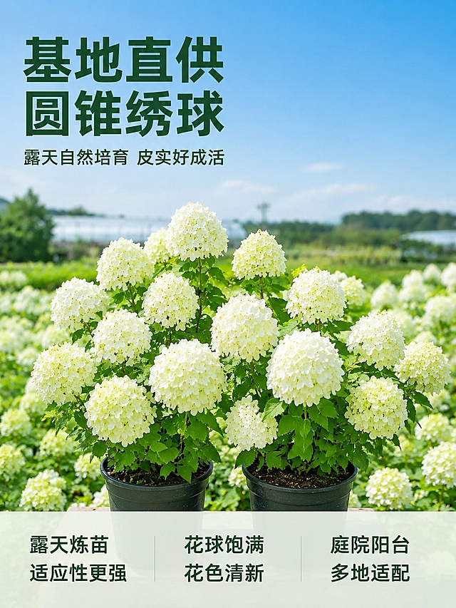 [主图-1] 圆锥绣球基地直供产品首图；
[氛围风格] 清新自然真实园艺风；
[画质] 商业摄影质感，光线明亮通透，产品鲜活清晰，画面干净高级；
[元素] 两盆饱满盛开的圆锥绣球居中放大展示，花球饱满呈奶白色，枝叶翠绿健康，花盆保留原产品图特征。背景是开阔的绣球育苗基地蓝天远景，层次分明，商品主体占比约70%。**保持圆锥绣球外观（花型、花色、枝叶颜色、花盆质感）与输入产品图绝对一致，杜绝任何变形和色差，精细化处理**，画面满屏无边框。
[光影] 自然光晴天拍摄，主光均匀打在花球上，叶片自然通透，背景有轻微虚化，突出主体，光比舒适，暗部有层次不发灰。
[配色] 主色调：自然天蓝色+清新绿色+奶白色，辅色：深绿色文字，与浅色背景形成强对比。
[视角构图] 平视正面拍摄，景深适中，轮廓完整不裁切。
[文字版式] 左上负空间左对齐留安全边距，大字主文案“基地直供 圆锥绣球”深绿色粗体无衬线，字体最大；辅助文案“露天自然培育 皮实好成活”缩小一倍，同色系。底部通栏半透明渐变蒙层，均分三列放卖点短句，左对齐：第一列「露天炼苗」「适应性更强」第二列「花球饱满」「花色清新」第三列「庭院阳台」「多地适配」，上层短句字号更大字体更粗，深字浅底对比清晰。
[输出要求] 3:4比例，文字清晰锐利，超高清商业摄影质感，宽度900px高度1200px；
[负向提示词] 变形，文字错乱，产品图模糊，背景杂乱，水印，电商平台Logo，枯萎黄叶，病虫害，文字遮挡主体