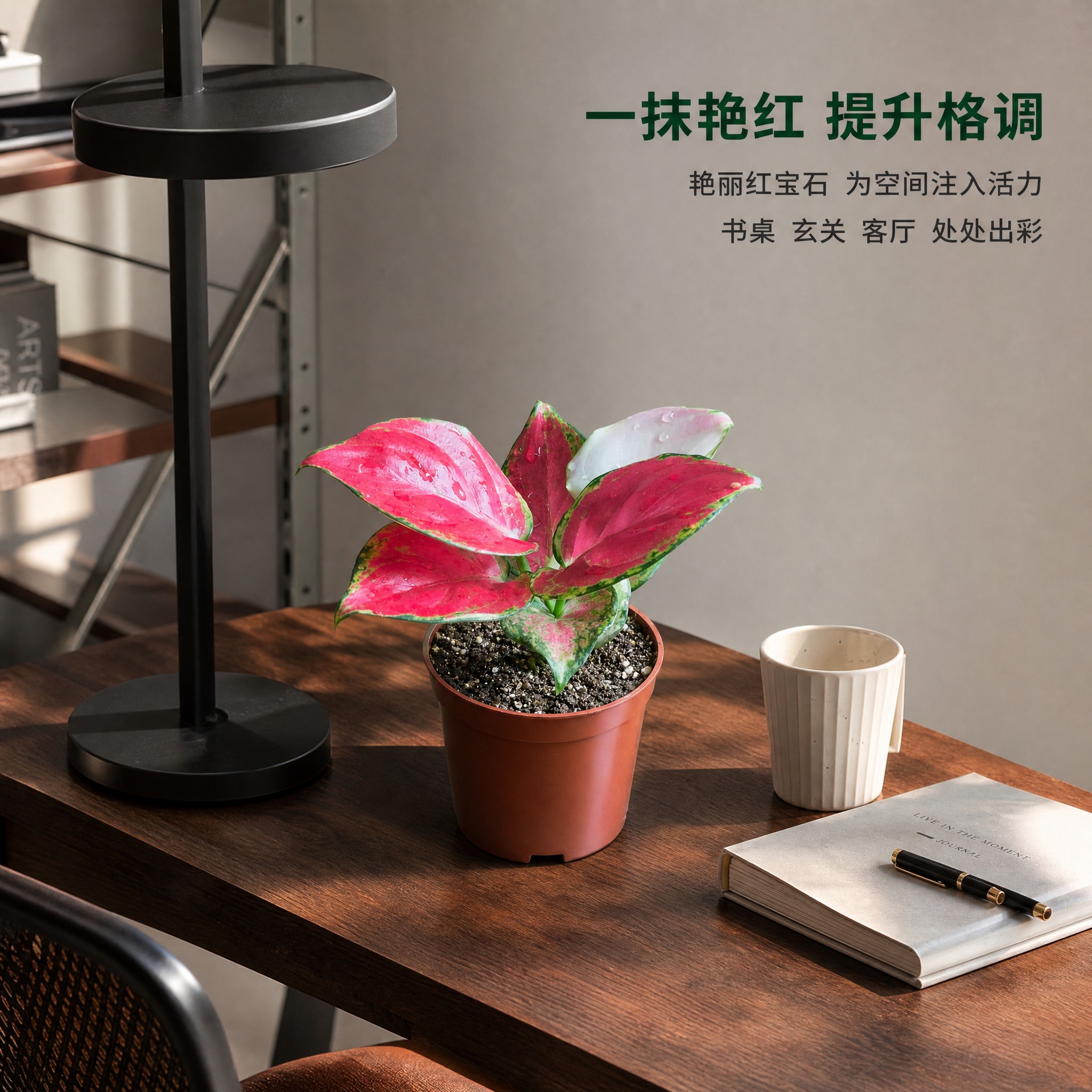 [主图-7] 红宝石粗肋草室内家居场景主图，唯一任务是展示红宝… - 图片创意预览