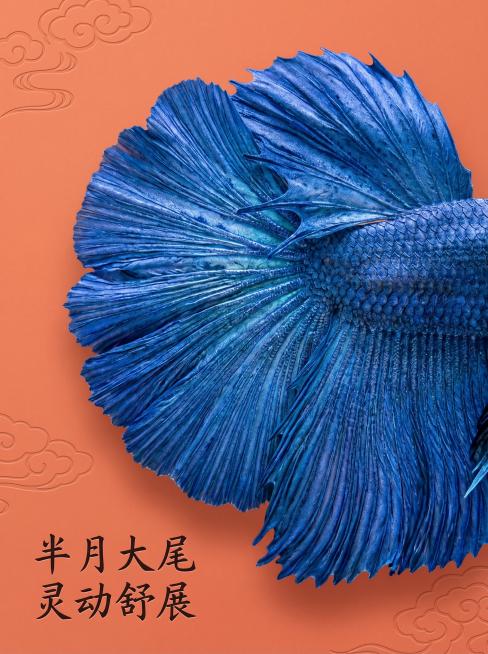 [主图 3] 泰国半月斗鱼半月尾鳍细节重新展示，中国风风格升级设计。
[氛围/风格] 精致国风氛围感，微距特写真实质感，光线柔和突出纹理，产品细节清晰锐利，画面干净高级，整体风格和前两图统一。
[元素预览效果