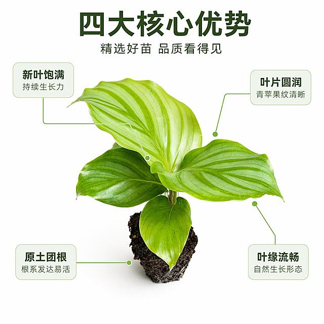 [主图-2] 青苹果竹芋苗核心亮点标注图 白底信息图。
[氛围风格] 专业清晰 品质感 真实商业摄影；
[画质] 超高清商业摄影 光线均匀 产品细节锐利 叶片纹理根根可见。
[元素] 青苹果竹芋苗居中展示 带原土团 叶片完整舒展 商品主体占画面约65% 纯白色背景。围绕竹芋苗用细引线标注四个核心部位亮点 右上引线指向叶片表面 右下引线指向叶缘 左下引线指向土团根部 左上引线指向新叶嫩芽。保持青苹果竹芋苗外观与输入产品图绝对一致 杜绝任何变形和色差 精细化处理。
[光影] 正上方柔光箱主光 四周补光均匀 叶片正反面层次分明 叶脉凸起有质感 土团颗粒清晰 整体明亮通透 无明显阴影。
[配色] 主色叶绿 白；辅色深绿文字 浅绿引线端点。
[视角构图] 正面平视略偏俯视 竹芋苗居中 四周留白用于引线标注 景深较大 整体清晰。
[文字版式] 顶部居中主标题"四大核心优势" 深绿色粗体大号无衬线 下方小字副标题"精选好苗 品质看得见"。四条细引线末端带小圆点 分别连接四个圆角矩形卖点卡 右上卡「叶片圆润」「青苹果纹清晰」 右下卡「叶缘流畅」「自然生长形态」 左下卡「原土团根」「根系发达易活」 左上卡「新叶饱满」「持续生长力」。每张卡片上句粗下句细 深绿字配极浅绿卡底 文字不遮挡主体。
[输出要求] 1:1比例 文字清晰锐利 超高清商业摄影质感。
[负向提示词] 变形 文字错乱 产品模糊 背景杂乱 水印 电商平台Logo 人手 花盆。