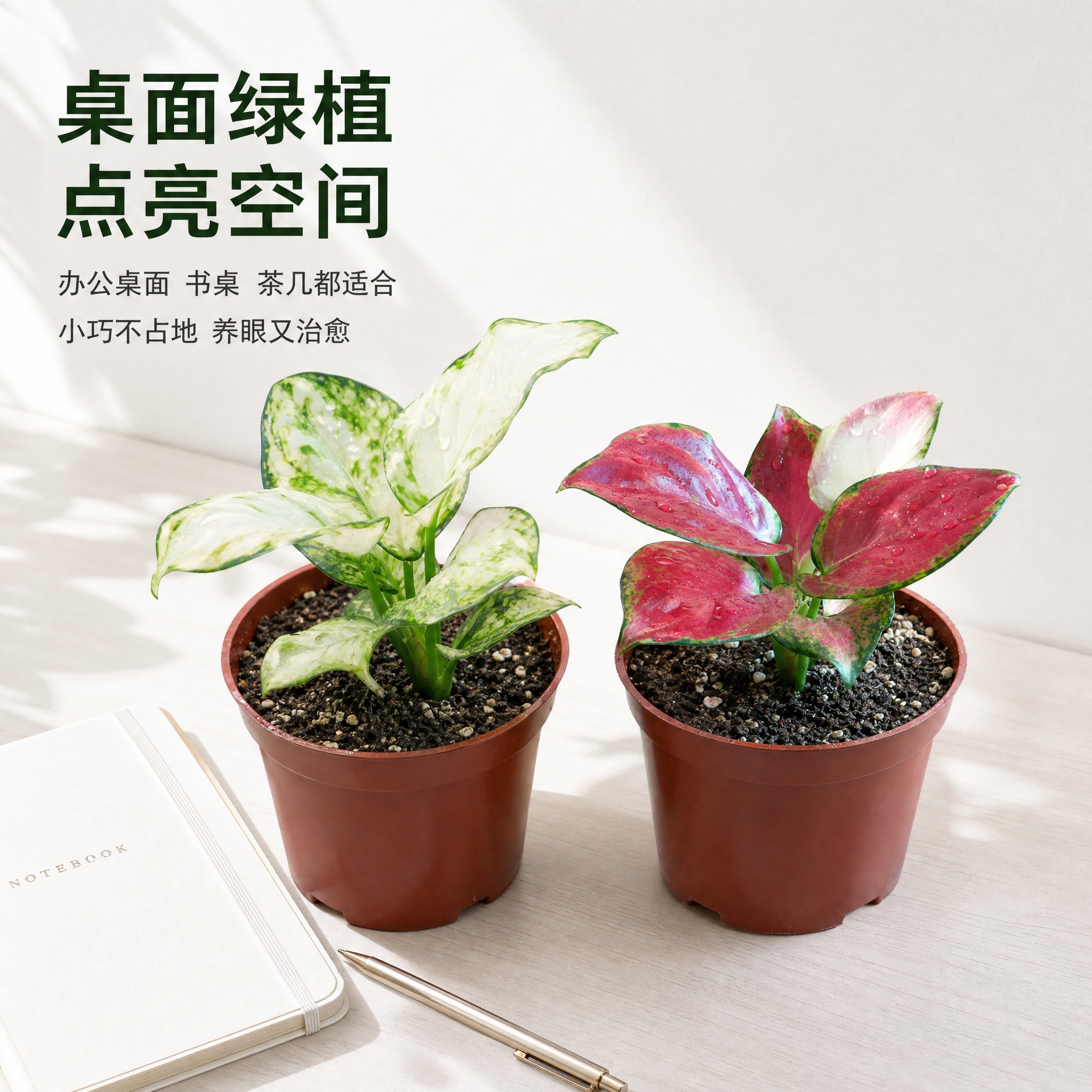 [主图-8] 桌面摆放场景主图，亮白色简约桌面场景，展示两款粗… - 图片创意预览