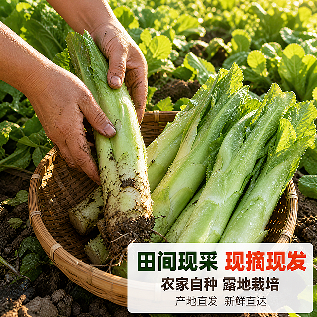 [主图-6] 农家自种棒棒菜（四川棒菜）田间采收图，唯一任务：用真实采收动作表现“现摘现发、当天采收”。
[统一基调] 农田实拍 + 新鲜食欲感 + 拼多多式直白大字；暖阳绿白为主背景色，清晨暖阳光照；标题字深墨绿粗黑体，辅助字暖灰棕细黑体，强调词用橙红；信息卡为白色半透明圆角卡配细描边；自然暖阳逆光，叶片通透、茎面有水珠。
[画面] 俯拍中近景，只出现手部与手臂，不出现面部、身体、衣物与首饰：一位中国大陆成年女性（四十到五十岁农民）的双手刚从地里拔起一根带叶带泥的棒棒菜、正将其放入田垒边的浅竹筐，筐内已斜放五六根刚采收的棒棒菜；手上与茎体上带着新鲜泥土与水珠，手掌与茎体接触关系真实、手指结构正常；菜田泥土、垄行与绿叶占满背景并自然虚化，露天无任何棚膜与支架；手、竹筐与产品合计占画面约65%。输入图顶部红色促销横条及其文字必须完全去除，不得复制原图任何文字与店铺信息。
[光影质感] 商业摄影质感，清晨暖阳侧逆光，泥地有湿熟反光、茎体边缘透亮，接触影真实。
[配色] 沿用统一基调；泥土棕与菜田绿作环境色，整体暖调明亮。
[文字版式] 右下白色半透明信息卡横向排三行：大字主标“田间现采 现摘现发”，副标“农家自种 露地栽培”，小字“产地直发 新鲜直达”；只用一种粗黑体，全部文字横排，禁止竖排、单字竖列、旋转与斜排。
[输出要求] 1:1 方形，2K；手部与产品接触真实；负向：多余手指、六指、畸形手、融合手指、手部穿模、手腕以上肢体、面部、大棚薄膜与温室骨架、变形、模糊、输入图文字与红色横条、乱码文字、水印、二维码、平台Logo与角标、绝对化用语、冷蓝调。