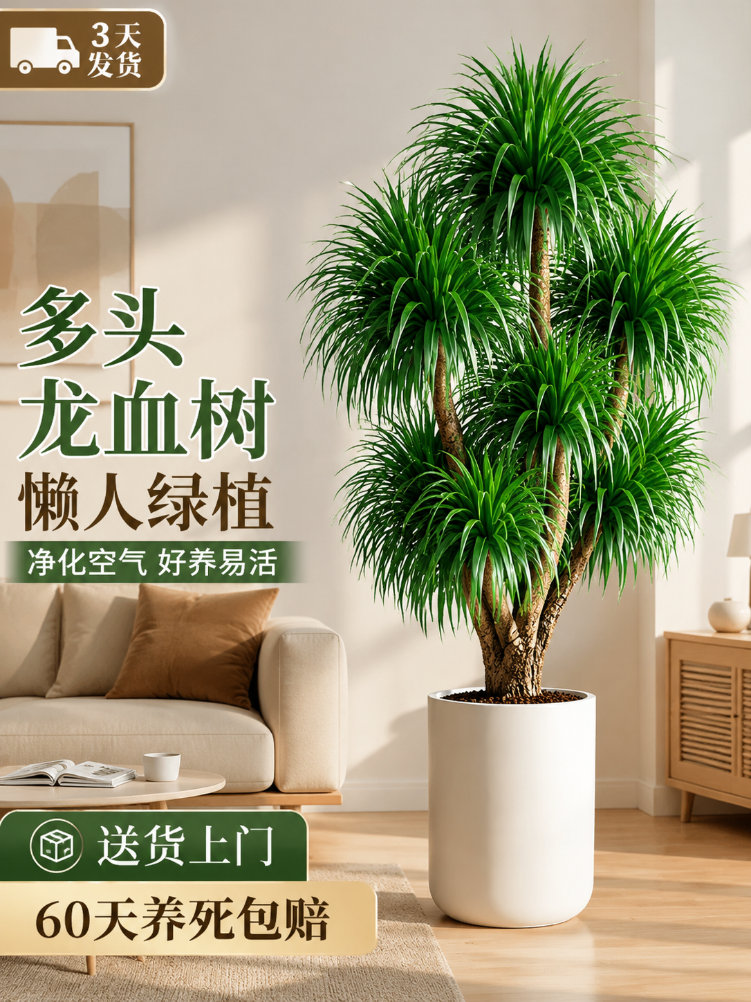 淘宝天猫电商主图，3:4竖版，轻奢北欧风客厅场景，一盆多头龙血… - 图片创意预览