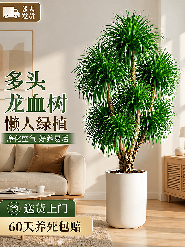 淘宝天猫电商主图，3:4竖版，轻奢北欧风客厅场景，一盆多头龙血树绿植作为主体，种植在白色简约花盆中，叶片鲜绿富有光泽，多枝干造型优美，背景是浅色墙面和简约家具，柔和自然光，左上角“3天发货”标识，主标题“多头龙血树 懒人绿植”，副标题“净化空气 好养易活”，底部促销标签“送货上门 60天养死包赔”，文字排版简洁大气，商品居中突出，高级感商业摄影，高清细腻