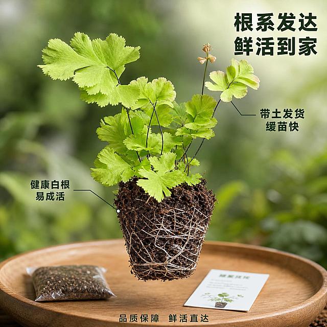 [主图-8] 凤舞铁线蕨土球根系与品质展示图
[氛围风格] 真实植物品质感 专业靠谱 自然清新
[画质] 商业摄影质感 高清晰度 根系和土壤细节分明
[元素] 凤舞铁线蕨植物被轻轻提起 展示完整的土球和根系状态 保持植物地上部分外观与输入产品图完全一致 杜绝变形和色差 土球呈深褐色 表面可以看到白色的健康根系缠绕 土壤湿润疏松 可以看到细小的纤维根 背景是虚化的深绿色 下方有一个木质托盘 托盘上放着一小包营养土和一张小小的养护说明卡 画面突出植物根系发达 品质优良 商品主体（植物+土球）占比约65%
[光影] 顶部柔和漫射光 均匀照亮土球和植物 土球表面的根系和土壤颗粒清晰可见 有自然的明暗层次 底部托盘有柔和阴影 整体光线明亮均匀
[配色] 主色调深棕+森林绿 辅色浅木色+白色 强调色嫩绿（新叶）
[视角构图] 45度俯视视角 中景构图 中等景深 焦点集中在土球和植物基部 背景虚化 突出根系品质
[文字版式] 右上主标题"根系发达 鲜活到家" 深绿色粗体 下方两个小卖点 引线标注 左引线指向土球"健康白根 易成活" 右引线指向叶片"带土发货 缓苗快" 文字为深绿色 清晰可读 底部小字"品质保障 鲜活直达" 居中
[输出要求] 1:1比例 文字清晰可辨 超高清商业摄影质感
[负向提示词] 变形 文字错乱 产品模糊 背景杂乱 水印 电商平台Logo 多余的手
