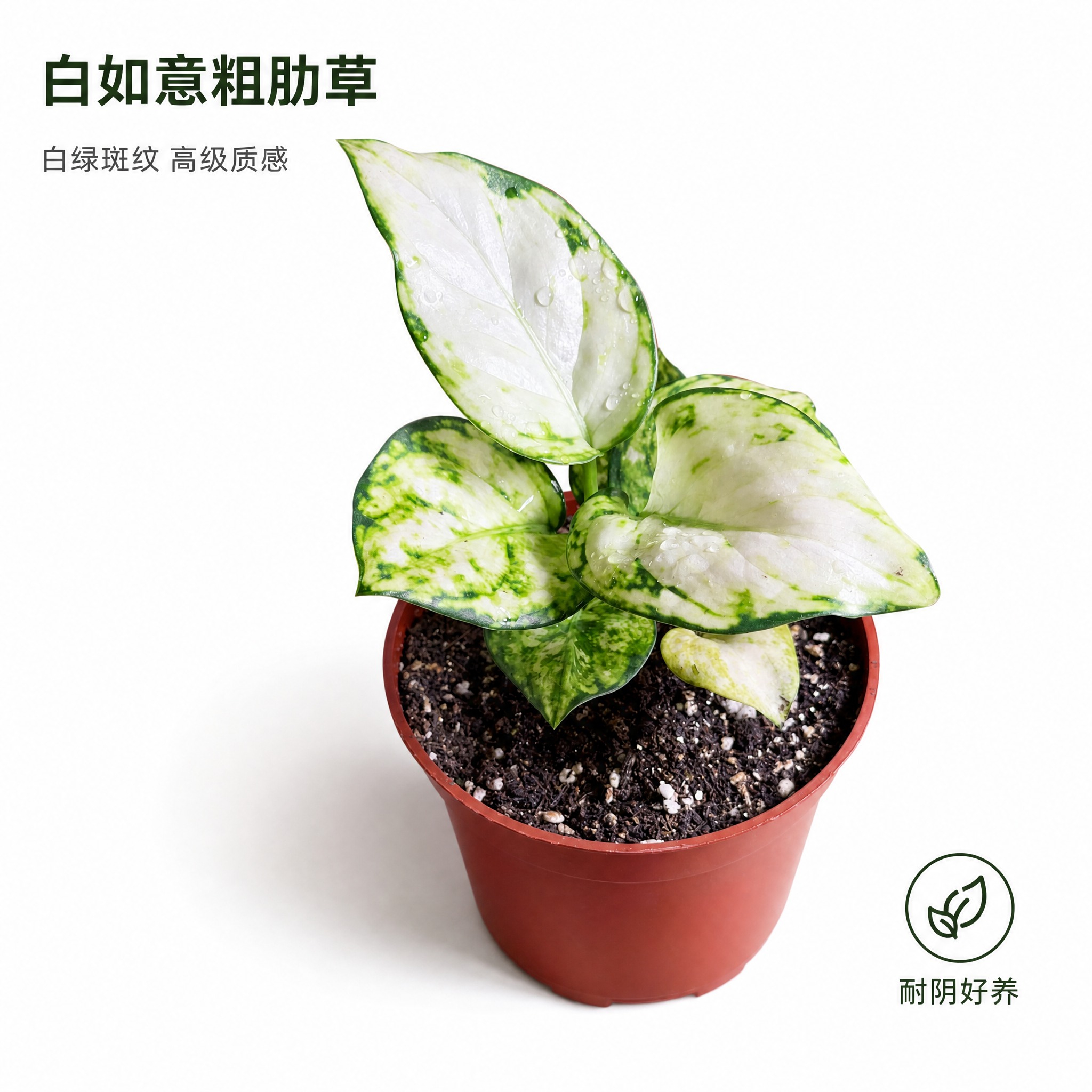 [主图-2] 白如意粗肋草单品白底主图，纯白背景，突出白绿斑纹… - 图片创意预览
