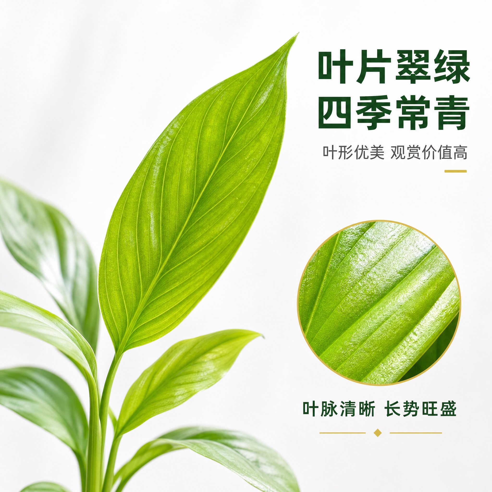 [主图-3] 美酒白掌叶片细节特写图，白色背景高级感，拼多多风… - 图片创意预览