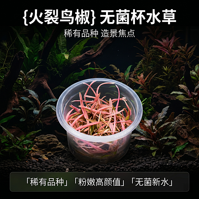 [主图4] 火裂鸟椒无菌杯鲜活水草主图
[氛围风格] 黑化丛林风格，暗黑自然水族造景氛围
[画质] 商业摄影真实质感，光线通透，产品清晰，画面干净高级
[元素] 将火裂鸟椒水草无菌杯置于深色幽暗水簇造景场景中，深色水草丛林背景，营造深邃神秘感。保持火裂鸟椒水草产品外观与原产品图绝对一致，杜绝变形色差，精细化处理。商品主体占比约70%，画面满屏无边框
[光影] 柔和侧主光突出水草粉红叶茎质感，暗调背景突出产品主体，暗部保留细节，整体通透不灰蒙
[配色] 主色调深暗墨绿黑色，对比突出粉红叶茎色彩，产品醒目
[视角构图] 平视视角，居中构图，景深适中，产品完整不裁切
[文字版式] 顶部负空间居中对齐，主标题 “{火裂鸟椒} 无菌杯水草” 白色粗体大字，副标题 “稀有品种 造景焦点” 小一半字号。底部深色通栏半透明蒙层，左对齐排列亮点：「稀有品种」「粉嫩高颜值」「无菌新水」，白色文字清晰反差
[比例分辨率] 1:1比例，2k分辨率，超高清，文字清晰可辨
[负向提示词] 变形，水印，文字错乱，产品模糊，背景杂乱
