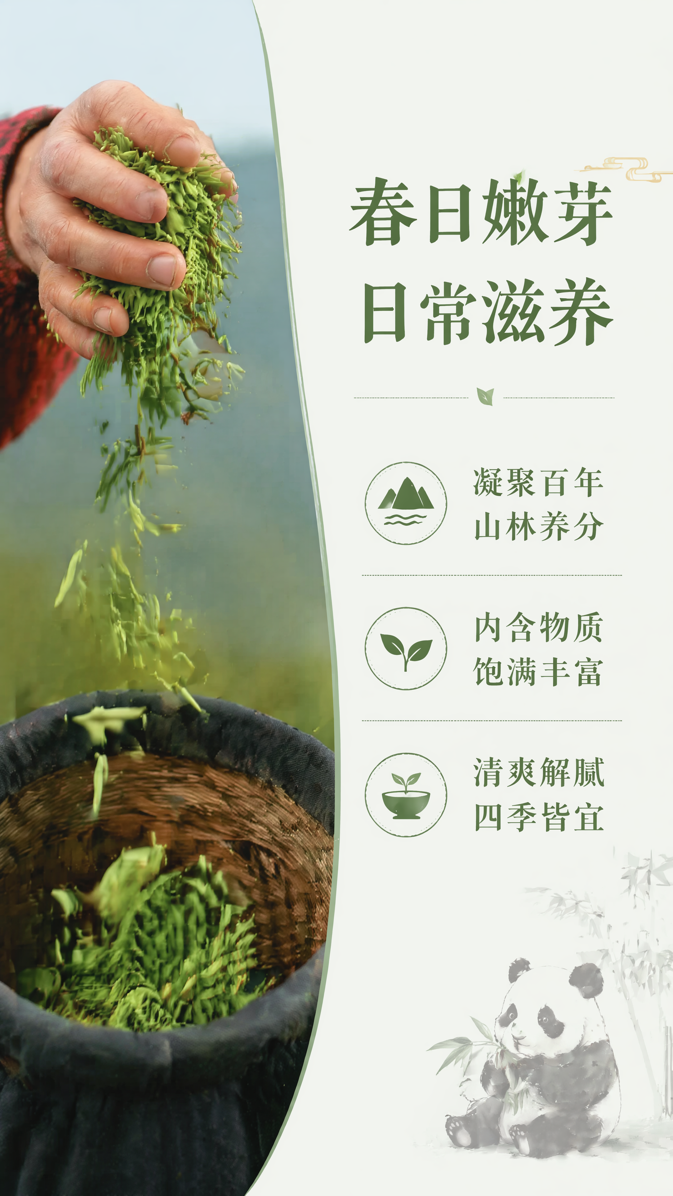 [第6屏] 营养食补价值篇，讲解春日嫩芽的日常滋养价值。本屏使… - 图片创意预览