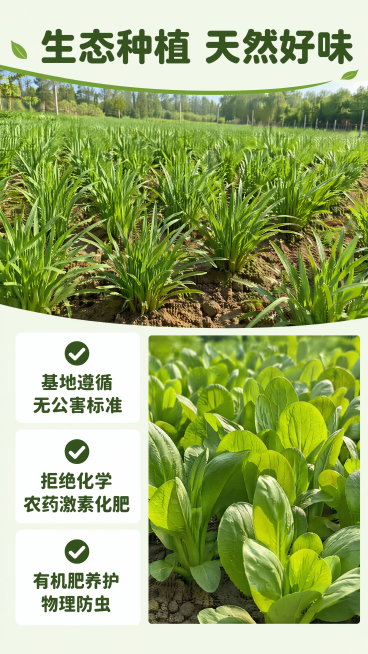 [第2屏] 核心种植优势展示屏，朴物良食生态种植基地，无公害蔬菜种植标准。
[氛围/风格] 开阔自然的农场氛围，真实田园实景，阳光明媚，生机盎然，商业摄影干净通透质感。
[元素布局] 上半部分展示【图预览效果
