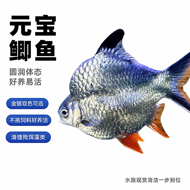 产品精修，产品置于纯白背景上，专业商业棚拍光，5500K标准中性白光，轮廓光，体积光，曝光正确，强烈真实立体感，完全无阴影，无接触阴影，无投射影，无地面阴影，无闭塞阴影，无倒影，商品像干净抠图贴在纯色背景上，主体居中，商品完整入画不裁切，商品外轮廓视觉体量约画面60%-80%，四边均匀留白约10%-20%，严禁满幅铺满与贴边顶满，极致超清画质，细节清晰锐利，4K分辨率，商业级实拍质感，保留原图真实材质与结构细节，保留全部卖点文字清晰可读，锁定原图商品颜色，颜色以输入图为唯一参考，分段部件颜色边界按原图锁定，锁定原图商品轮廓、件数、部件位置、连接关系、标签文字和可见功能细节，只做精修不重绘结构，锁定原图材质表现，保持原有质感、光泽、纹理和色相关系，正侧面视图，严格保持原图透视，严禁扶正，严禁镜像翻转，比例1:1，负向提示词：变形，文字错乱，背景杂色，水印，产品模糊