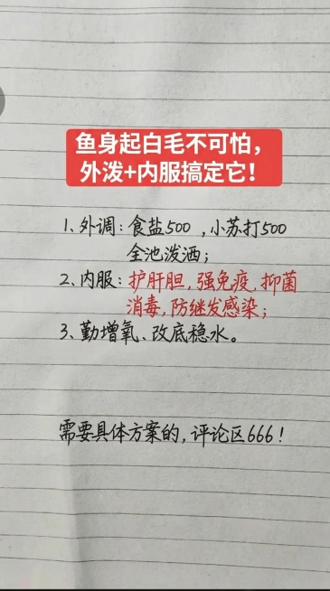 参照原图的排版、字体和颜色，将内容替换为：红色标题块写着"鱼身起白毛不可怕，外泼+内服搞定它！"，正文内容一字不差：1、外调：食盐500 ，小苏打500，全池泼洒；2、内服：护肝胆，强免疫，抑菌消毒，预览效果