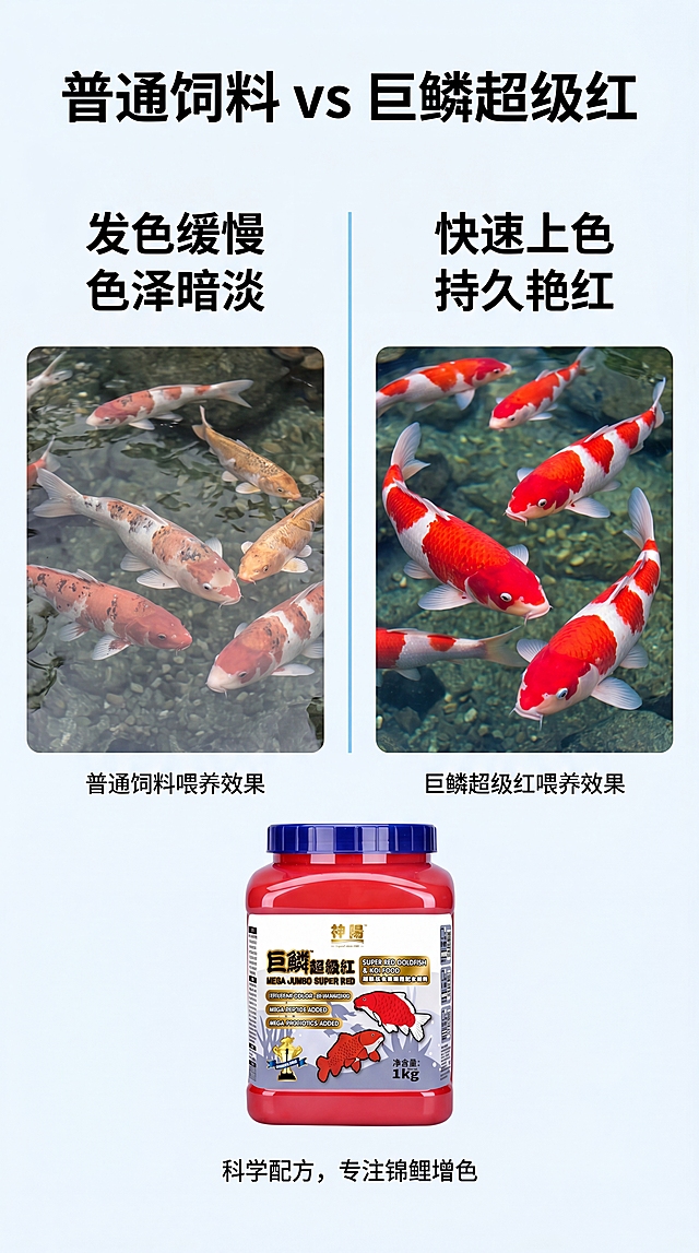 [第2屏] 痛点对比-锦鲤增色效果对比图。本屏使用【图1】作为产品展示。
[氛围/风格] 写实对比说明风，清晰直观，专业水族科普感
[元素布局] 页面左右分栏对比，左栏展示普通饲料喂养效果：锦鲤颜色暗淡、状态一般，右栏展示使用巨鳞超级红后：锦鲤颜色鲜红艳丽、状态活泼；产品图放在下方中间位置，占比约25%；左右对比图各占35%区域；所有元素干净排布，对比清晰
[光影质感] 均匀柔光，对比区域明暗清晰，突出颜色差异，产品清晰展示
[配色色系] 全局底色 #F5F9FC；主色红色对比标识，辅助色浅蓝分隔线
[视角构图] 平铺对比构图，左右分栏，阅读动线从上到下：标题 → 左右对比 → 底部产品
[文字版式] 顶栏大标题「普通饲料 vs 巨鳞超级红」，左栏标题「发色缓慢 色泽暗淡」，右栏标题「快速上色 持久艳红」，底部小字说明「科学配方，专注锦鲤增色」，文字分区排布，不遮挡对比主体
[比例分辨率] 9:16 竖版比例，4K分辨率，文字清晰可辨，高清画质
[负向提示词] 文字错乱，颜色过度夸张，对比不清晰，产品变形，水印