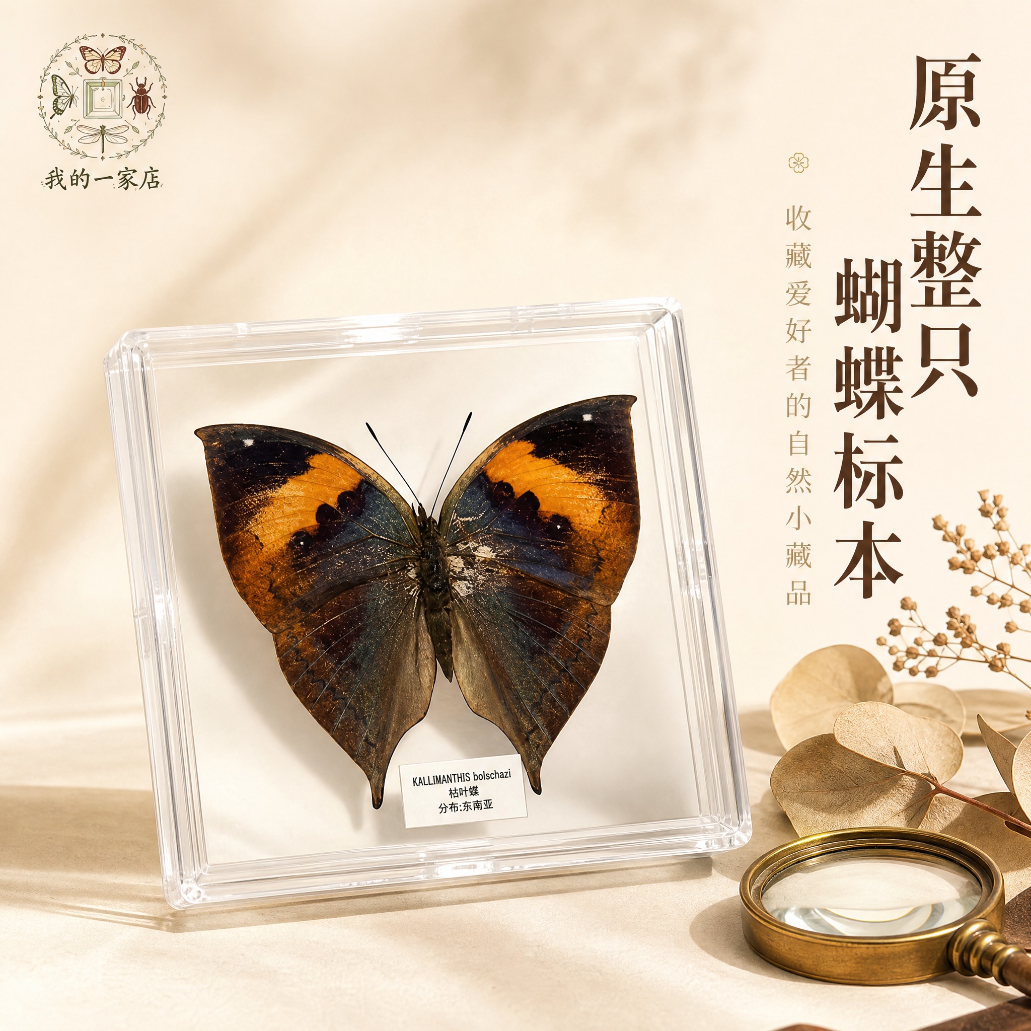 [主图-1] 原生整只蝴蝶标本首图，突出产品识别与精致质感，吸… - 图片创意预览