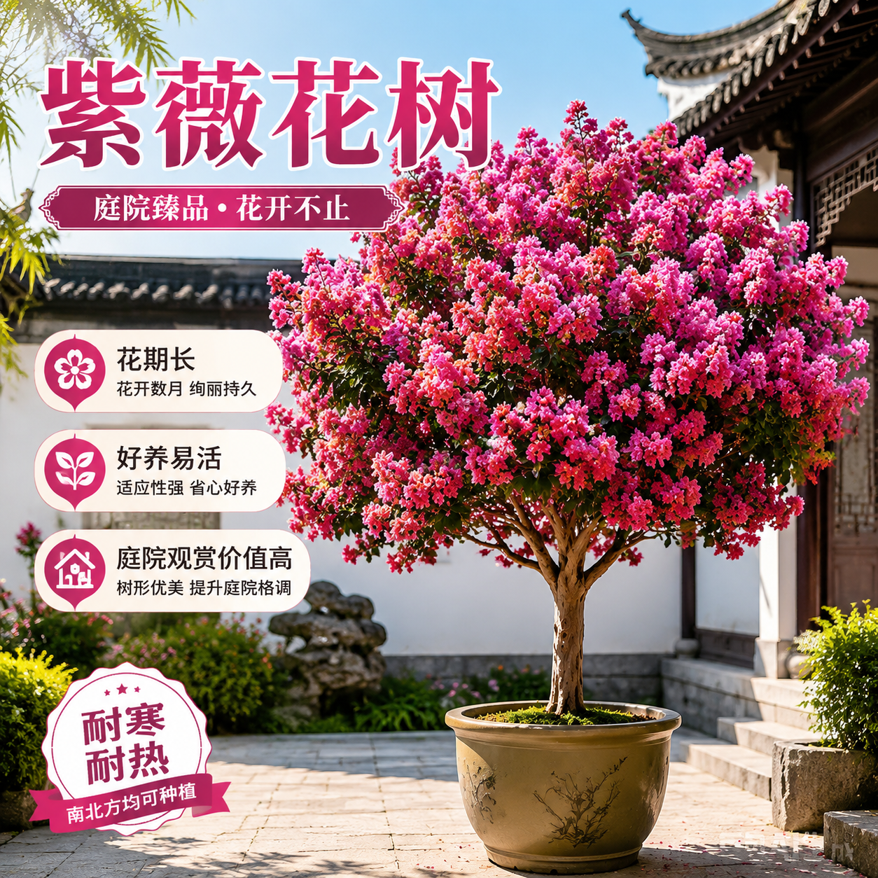淘宝天猫电商主图，1:1正方形，画面主体为紫薇花树盆栽，置于中… - 图片创意预览