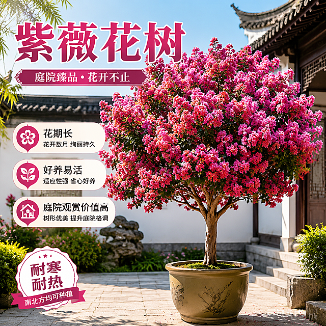 淘宝天猫电商主图，1:1正方形，画面主体为紫薇花树盆栽，置于中式庭院场景，花朵繁茂艳丽，树形优美，阳光明媚，画面干净高级，有质感。主图上方大字标题：“紫薇花树”，下方自动生成3个核心卖点文字，卖点围绕：花期长、好养易活、庭院观赏价值高、开花艳丽、耐寒耐热等优势，文字清晰醒目，排版美观，符合电商主图视觉规范，突出商品卖点，吸引点击购买。