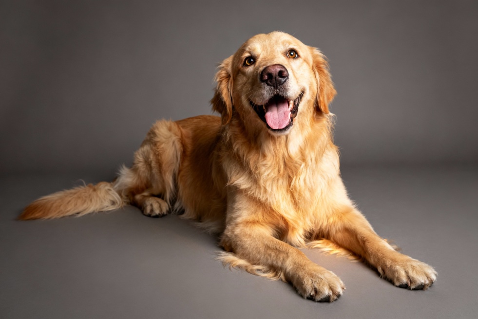 生成金毛犬抬头直视前方非常兴奋表情的趴着的不吐舌头清晰全身图像预览效果