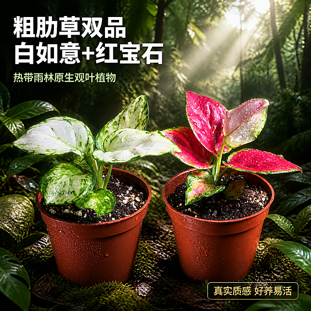 [主图-1] 白如意粗肋草与红宝石粗肋草双盆组合 热带雨林英雄主图
[统一基调] 热带雨林自然氛围 真实摄影质感 深绿色植物背景 阳光穿透叶片的丁达尔效应 主标题白色粗体无衬线字 辅助文字浅绿 强调色金色 字体现代简洁无衬线 画面满版无边框
[画面] 画面中央并排放置两盆粗肋草盆栽 左侧为白如意粗肋草（白绿相间斑纹叶片）右侧为红宝石粗肋草（艳红色叶片带绿色边缘） 两盆植物大小相近 主体占画面约65% 45度微俯视视角 背景是茂密的热带雨林环境 有高大的热带植物叶片 蕨类植物 藤蔓 远处有柔和的雾气 阳光从右上方斜射下来 形成光束穿过叶片间隙 地面有湿润的苔藓和落叶 花盆为原棕色塑料盆 叶片上带有晶莹的水珠 整体氛围湿润清新 充满热带丛林的生命力
[光影质感] 商业摄影级真实质感 主光来自右上方自然光 叶片表面有清晰的高光和水珠反光 叶脉纹理清晰可见 植物底部有自然的接触阴影 背景植物由近及远逐渐虚化 形成自然景深 突出主体盆栽
[配色] 主背景深绿色 叶片翠绿与艳红 水珠透明反光 标题白色 辅助文字浅薄荷绿 强调色金色 整体色调浓郁自然 热带雨林氛围
[文字版式] 左上角主标题 粗体白色大字 「粗肋草双品 白如意+红宝石」 下方小字辅助文案 「热带雨林原生观叶植物」 右下角金色小标签 「真实质感 好养易活」 文字放在负空间 不遮挡主体植物
[输出要求] 1:1正方形 2K分辨率 文字清晰可读 植物主体清晰锐利 叶片纹理真实 背景自然虚化 禁止变形 错字 模糊 杂乱 水印 平台Logo 禁止叶片颜色失真 禁止植物悬浮