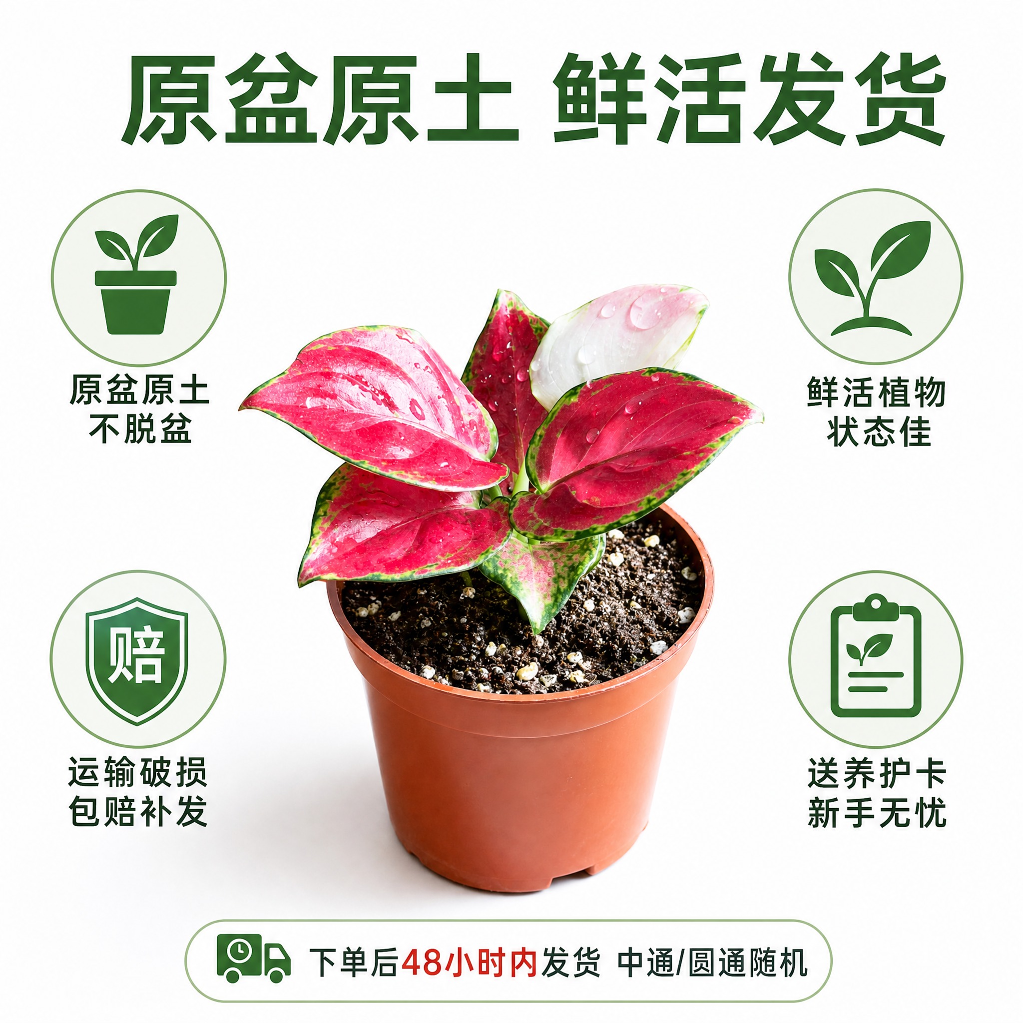 [主图-10] 发货与包装保障主图，亮白色背景，展示原盆原土发… - 图片创意预览