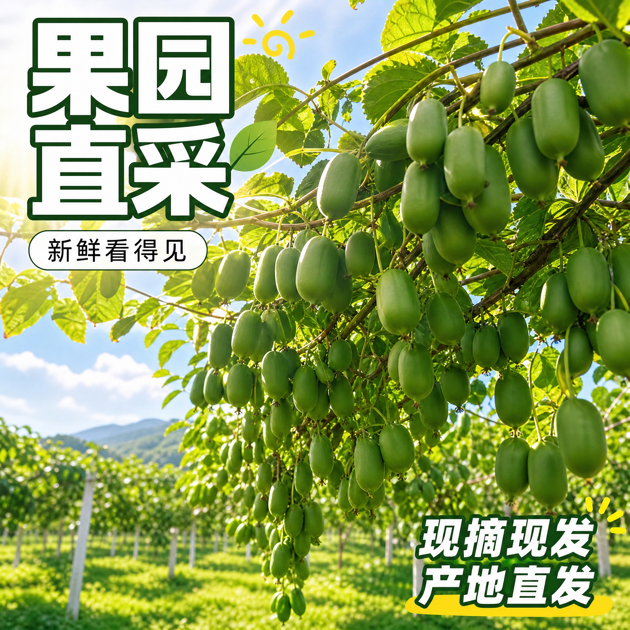 [主图-4] 软枣猕猴桃产地溯源图，突出果园新鲜直采，抖音1:… - 图片创意预览