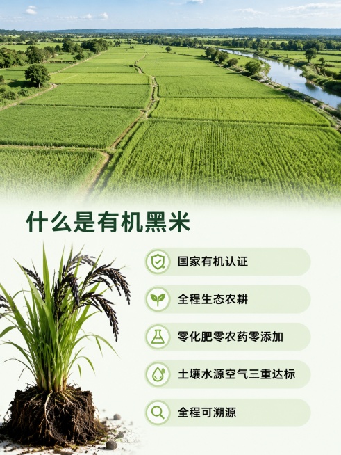 [第2屏] 有机黑米定义介绍屏，展示有机黑米整体生态种植场景。
[氛围/风格] 自然田园风，清新干净，真实农场质感。
[元素布局] 画面上半部分是大片连片有机稻田航拍视角，稻穗饱满翠绿，占屏超过50%预览效果