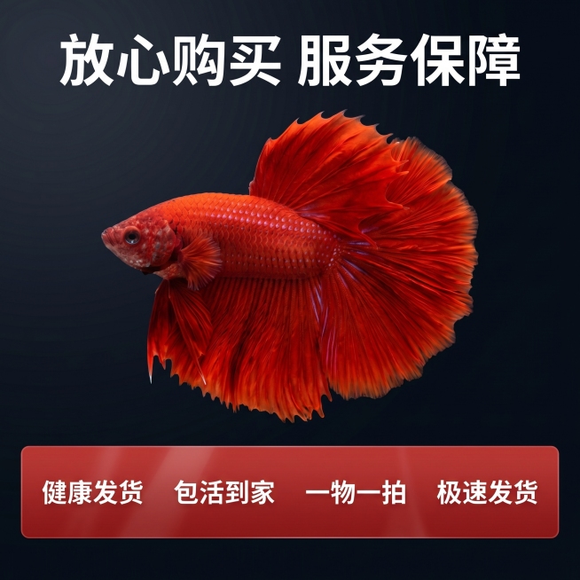 [主图 5] 泰国大红袍半月斗鱼服务承诺转化图
[氛围风格] 拼多多风格，直白清晰，突出性价比与服务保障
[画面元素] 商业摄影质感、光线柔和通透、产品清晰真实、画面干净高级。斗鱼主体完整展示在画面中预览效果