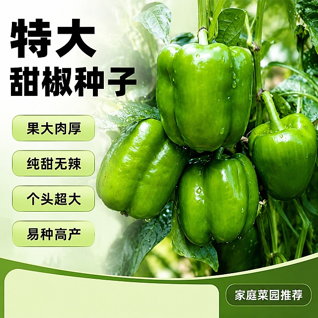 [单张主图]特大甜椒种子，拼多多爆款促销感主图，突出产品高性价比特点。
[画面主体]保留输入图片中四颗特大绿甜椒的外观颜色结构，果实饱满翠绿带水珠，真实新鲜挂在枝头的状态，甜椒主体占画面约60%，放置在画面中下区域，保持产品与输入图片绝对一致，杜绝任何变形色差。
[构图版式]采用左文右品标签参数型版式，左侧35%区域放文案，右侧65%区域放甜椒产品主体。
[场景元素]背景使用浅绿到白色渐变，干净清爽突出产品主体，左侧文案区域放标题和卖点标签，底部预留促销信息区域。
[文案版式]左侧大标题"特大甜椒种子"，黑色粗体最大字号；下方依次排列四个卖点标签："果大肉厚""纯甜无辣""个头超大""易种高产"，每个卖点用浅绿色圆角标签，黑色文字清晰可读；右下角小标签标注"家庭菜园推荐"，所有文字不遮挡产品主体，信息层级清晰。
[光影质感]主光为正面柔和自然光，均匀照亮产品和文案，辅光补亮暗部，叶子和果实有清晰高光和自然投影，背景虚化，商业摄影高清质感，果实新鲜水润感突出。
[配色字体]主色为鲜绿色提取自甜椒，辅助色白色和深绿，强调色浅绿标签底色；字体使用粗黑无衬线字体，主标题字号最大，卖点文字缩小一半，对比清晰。
[比例分辨率]1:1比例，2K分辨率，文字清晰可辨，超高清商业摄影。
[负向提示词]变形，文字错乱，产品模糊，背景杂乱，水印，电商平台Logo，错字，遮挡主体，畸形果实