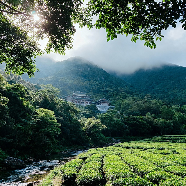 惠州罗浮山全景，青绿色的山峦间云雾缭绕，古老的道观掩映在茂密的树林中，阳光透过枝叶洒下斑驳光影，山脚下是清澈的溪流和大片的茶园，采用写实风格，8K分辨率，电影级画质。