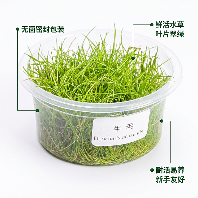 [主图 2] 迷你牛毛水草核心卖点展示
[氛围风格] 简约清晰产品说明风格
[画质] 商业摄影质感，光线柔和通透，产品清晰真实，画面干净高级，2K分辨率，超高清
[元素] 透明塑料盒装迷你牛毛水草放置在画面中心，周围用细线标注产品核心卖点位置。保持迷你牛毛水草产品外观（物理结构、材质质感、颜色）与输入产品图绝对一致，杜绝任何变形和色差，精细化处理。背景纯白色，商品主体占比约60%，画面满屏无边框。
[光影] 均匀柔和布光，产品整体受光均匀，阴影柔和，背景纯白干净，整体清爽通透。
[配色] 纯白色背景，产品翠绿色，文字深绿色，对比清晰
[视角构图] 平视居中构图，正方形构图，产品完整展示
[文字版式] 从产品不同部位引出细线标注卖点：标注杯体“● 无菌密封包装”，标注水草“● 鲜活水草 叶片翠绿”，底部标注“● 耐活易养 新手友好”。文字左对齐，细线纤细，深绿色文字清晰易读，不遮挡产品主体。
[比例分辨率] 1:1比例，2K分辨率，文字清晰锐利，画面超高清
[负向提示词] 变形，水印，文字错乱，产品图模糊，背景杂乱，牛皮癣，配色刺眼，遮挡主体
